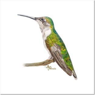 Green Hummingbird Posters and Art